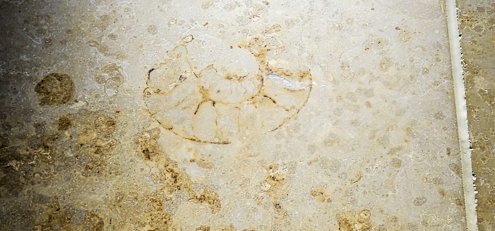 Panel with multiple fossils