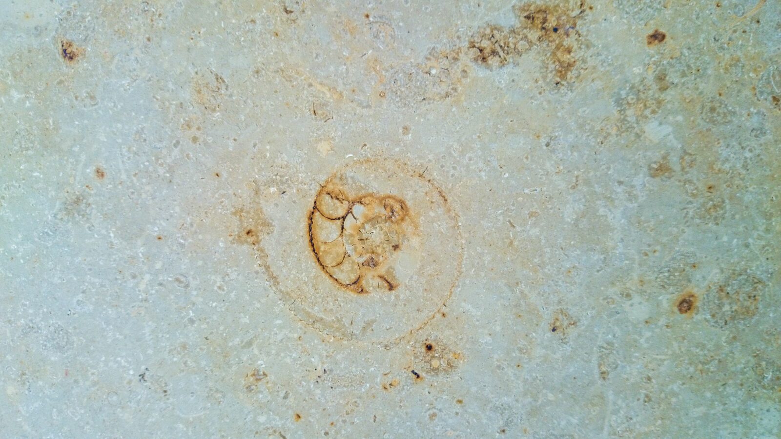 Spiral fossil