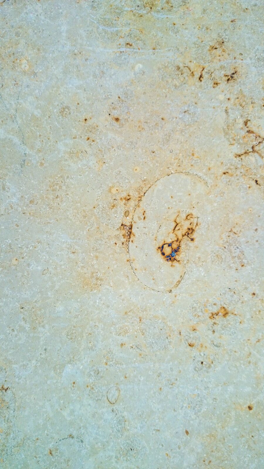 Ammonite with crystal core in the Anvil limestone